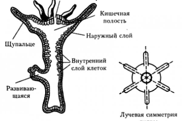 Кракен верификация